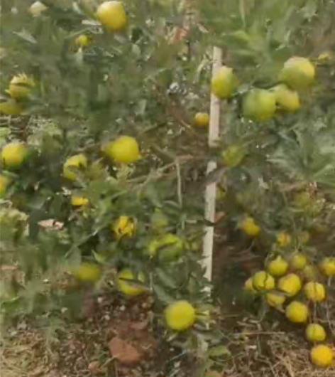 正宗新会区天马大红柑，只只4两，只只精品，...