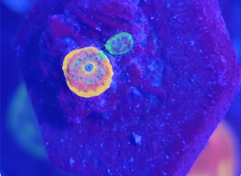 Palette 调色板 9-nine-  ...