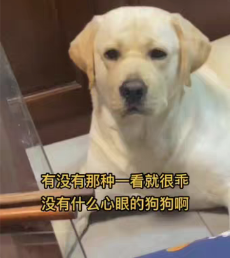 收台努比亚z50 只要8+128的就行有员...