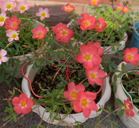 【酢浆草】早花-红日 2023待定￥66