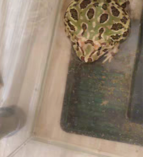 出一只角蛙，同城自取，连蛙带缸45。 感兴...