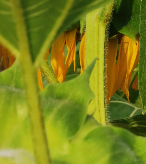 远程电脑手机系统服务,软件故障问题解决 感...