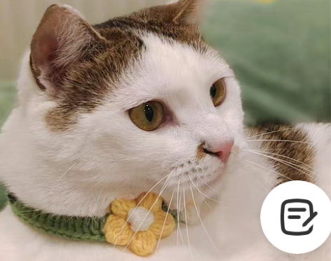 包邮【西湖转塘】日常节假日上门喂猫 帮忙撸...