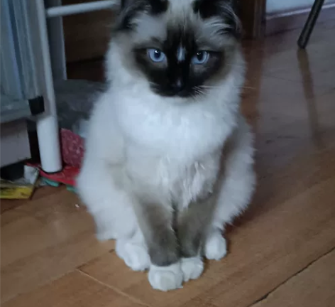 布偶猫找新家啦 妹妹，五个月，打了两针疫苗...