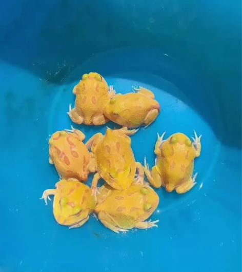 包邮带加热包，草莓角蛙 南瓜角蛙 皮卡丘角...