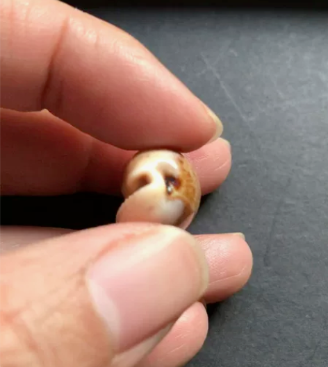 南太平洋宝螺 （老藏品）26.8毫米（比标...