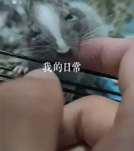 撸鼠日常,八齿鼠,小龙猫,吃素,寿命5-8...