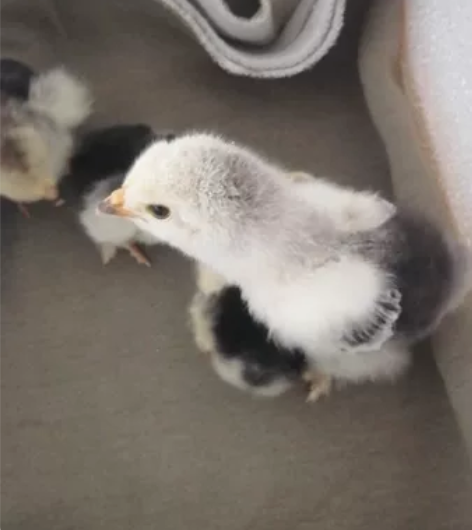 婆罗门鸡仔，出婆罗门，科钦球，波兰，火鸡种...