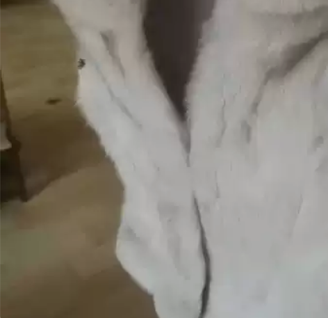 ?狐狸毛马甲外套皮草背心中长款女冬2017...