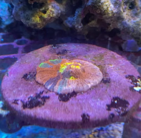 调色盘3cm 感兴趣的话点“我想要”和我私...