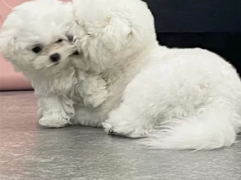 王者荣耀直售传说皮 Q区 公孙离记忆之芯孙...