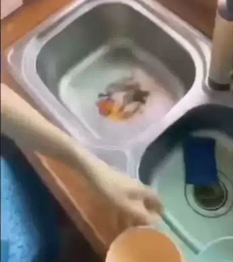 厨房放一个厨房宝，一切厨房垃圾搞定，不需要...