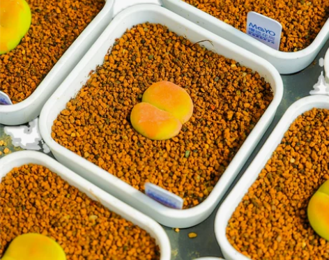 慢悠花房0619精品番杏科毛汉尼岛田生石花...