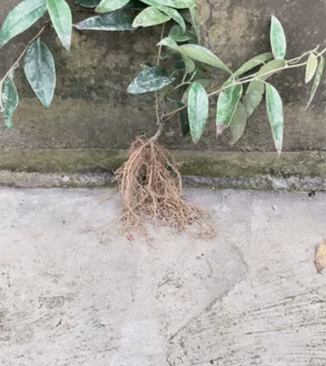 黑老虎两年苗优质的黑老虎苗,【高度】40~...