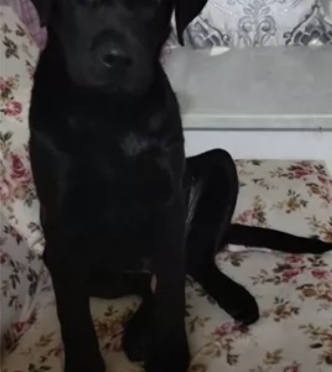 从小养大罕见黑色拉布拉多弟弟,家庭工作多方...